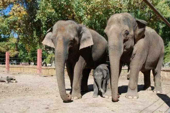 ABQ BioPark Zoo